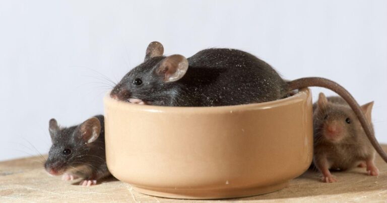 Best Mice Exterminator Texas